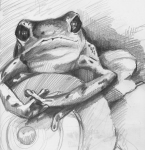 Frog Sketch